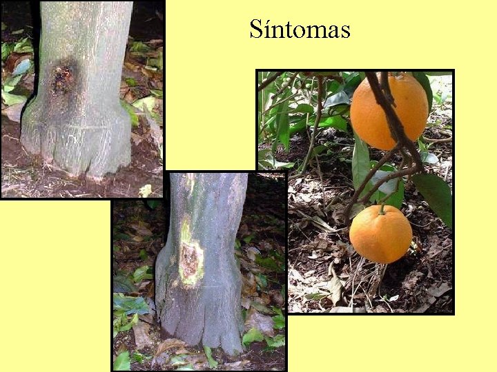 Síntomas Síntomas