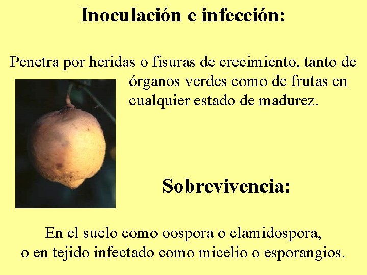 Inoculación e infección: Penetra por heridas o fisuras de crecimiento, tanto de órganos verdes Inoculación e infección: Penetra por heridas o fisuras de crecimiento, tanto de órganos verdes