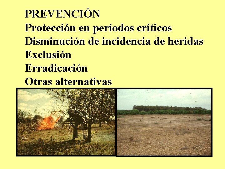 PREVENCIÓN Protección en períodos críticos Disminución de incidencia de heridas Exclusión Erradicación Otras alternativas PREVENCIÓN Protección en períodos críticos Disminución de incidencia de heridas Exclusión Erradicación Otras alternativas