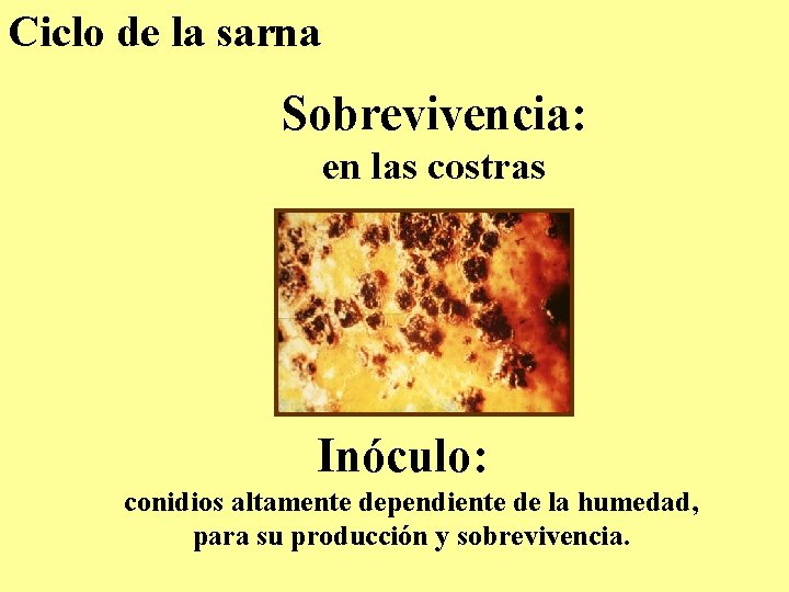 Ciclo de la sarna Sobrevivencia: en las costras Inóculo: conidios altamente dependiente de la Ciclo de la sarna Sobrevivencia: en las costras Inóculo: conidios altamente dependiente de la