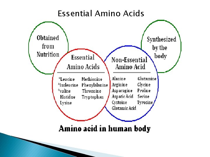 Essential Amino Acids 