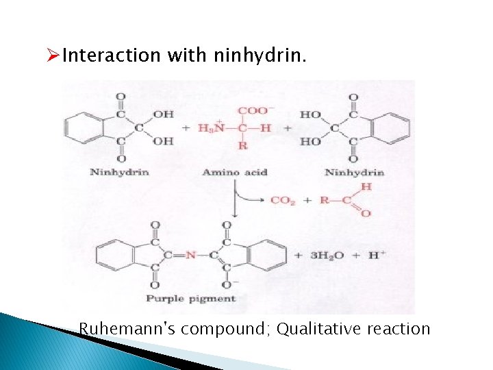 ØInteraction with ninhydrin. Ruhemann's compound; Qualitative reaction 