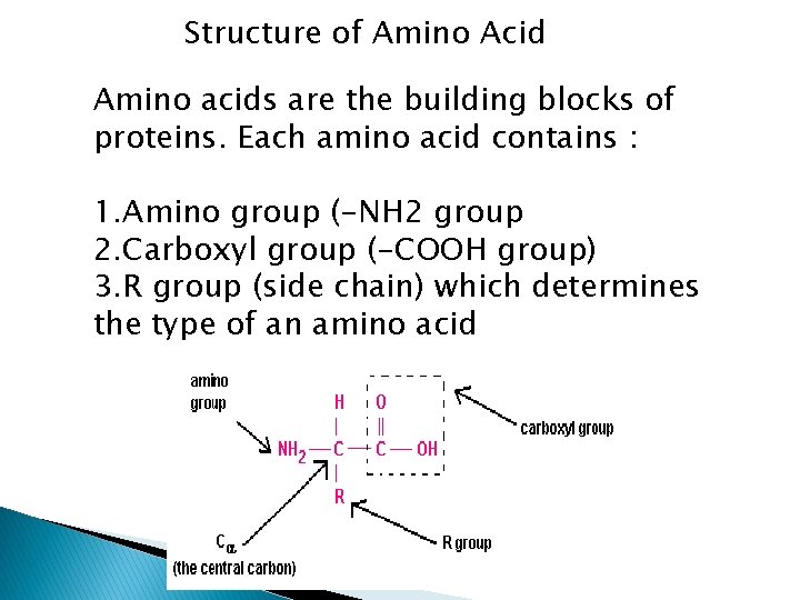 Structure of Amino Acid Amino acids are the building blocks of proteins. Each amino