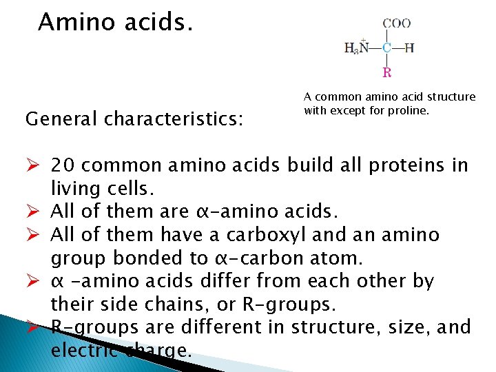 Amino acids. General characteristics: A common amino acid structure with except for proline. Ø