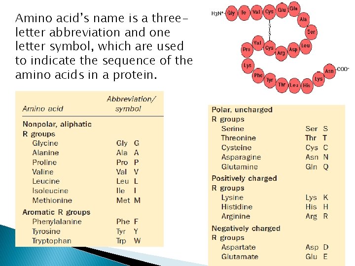 Amino acid’s name is a threeletter abbreviation and one letter symbol, which are used