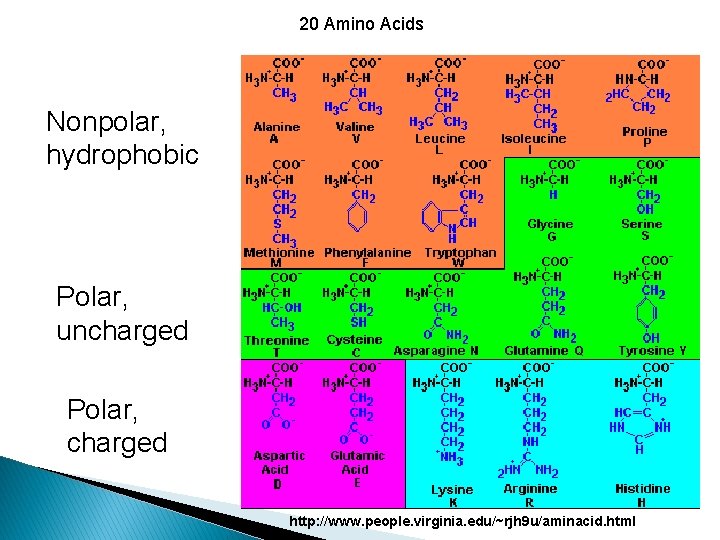 20 Amino Acids Nonpolar, hydrophobic Polar, uncharged Polar, charged http: //www. people. virginia. edu/~rjh