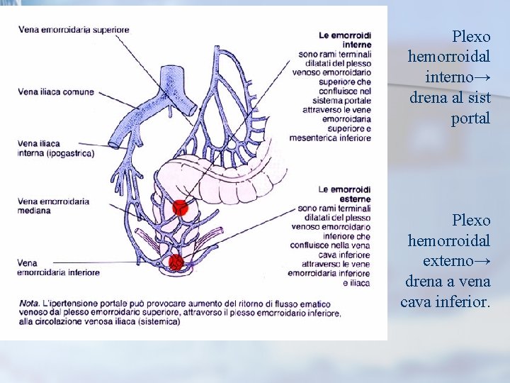 Plexo hemorroidal interno→ drena al sist portal Plexo hemorroidal externo→ drena a vena cava