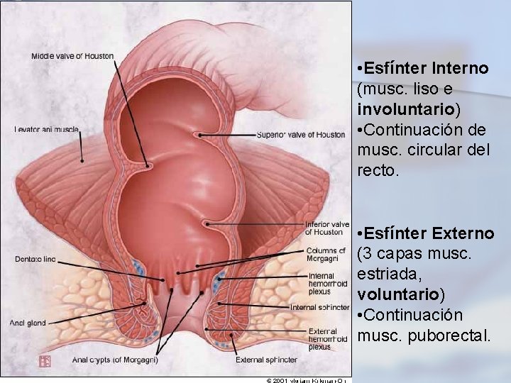  • Esfínter Interno (musc. liso e involuntario) • Continuación de musc. circular del