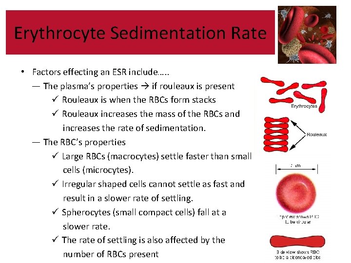 Erythrocyte Sedimentation Rate • Factors effecting an ESR include…. . — The plasma’s properties