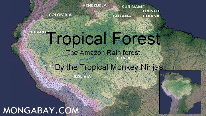 Tropical Forest The Amazon Rain forest By the Tropical Monkey Ninjas 