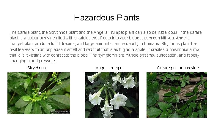 Hazardous Plants The carare plant, the Strychnos plant and the Angel’s Trumpet plant can