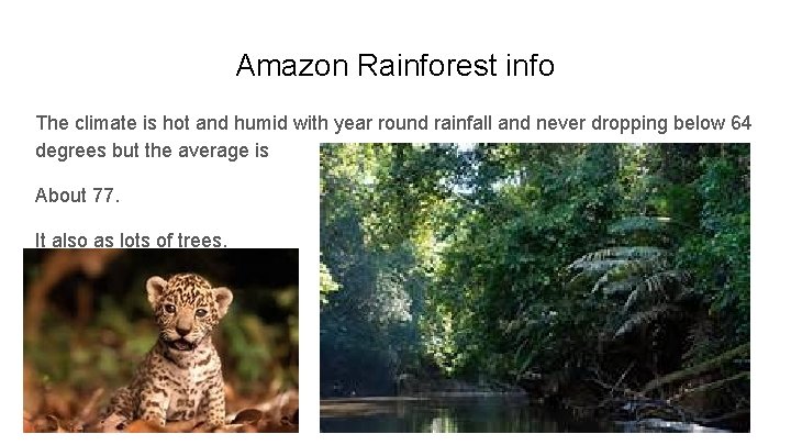 Amazon Rainforest info The climate is hot and humid with year round rainfall and