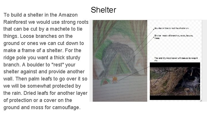 To build a shelter in the Amazon Rainforest we would use strong roots that