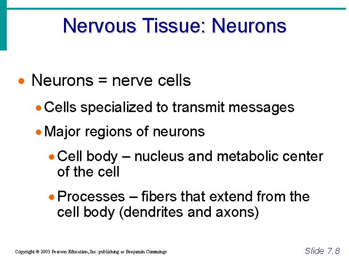 Nervous Tissue: Neurons · Neurons = nerve cells · Cells specialized to transmit messages