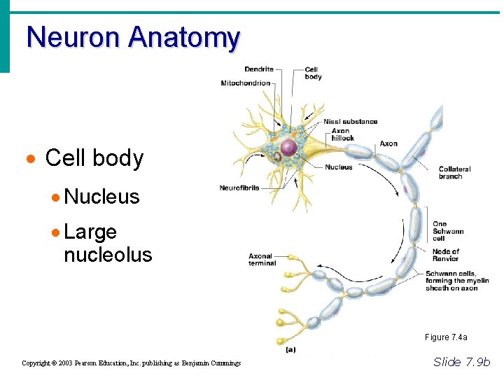 Neuron Anatomy · Cell body · Nucleus · Large nucleolus Figure 7. 4 a