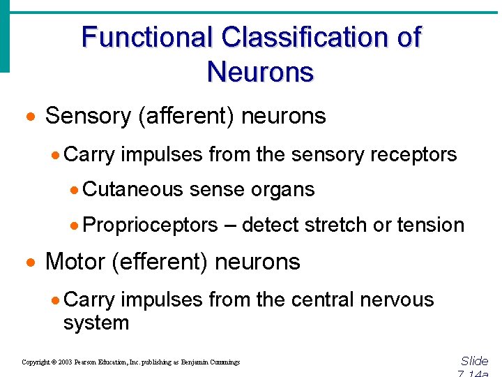 Functional Classification of Neurons · Sensory (afferent) neurons · Carry impulses from the sensory