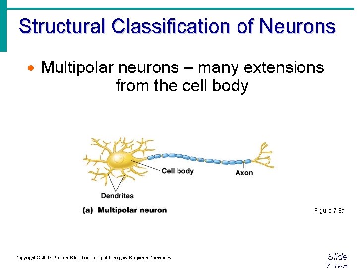 Structural Classification of Neurons · Multipolar neurons – many extensions from the cell body
