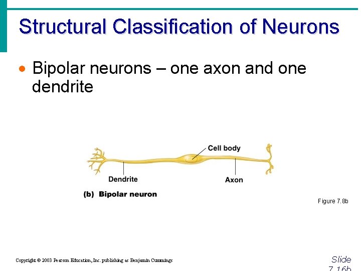 Structural Classification of Neurons · Bipolar neurons – one axon and one dendrite Figure