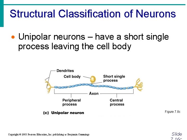 Structural Classification of Neurons · Unipolar neurons – have a short single process leaving