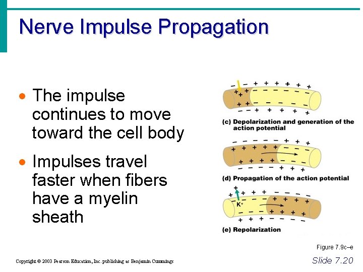 Nerve Impulse Propagation · The impulse continues to move toward the cell body ·