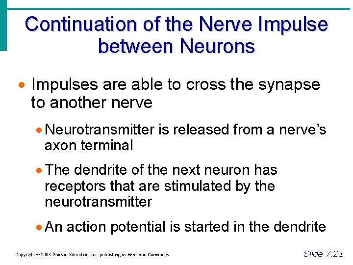 Continuation of the Nerve Impulse between Neurons · Impulses are able to cross the