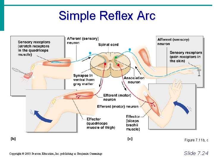 Simple Reflex Arc Figure 7. 11 b, c Copyright © 2003 Pearson Education, Inc.