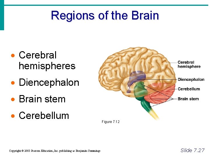 Regions of the Brain · Cerebral hemispheres · Diencephalon · Brain stem · Cerebellum