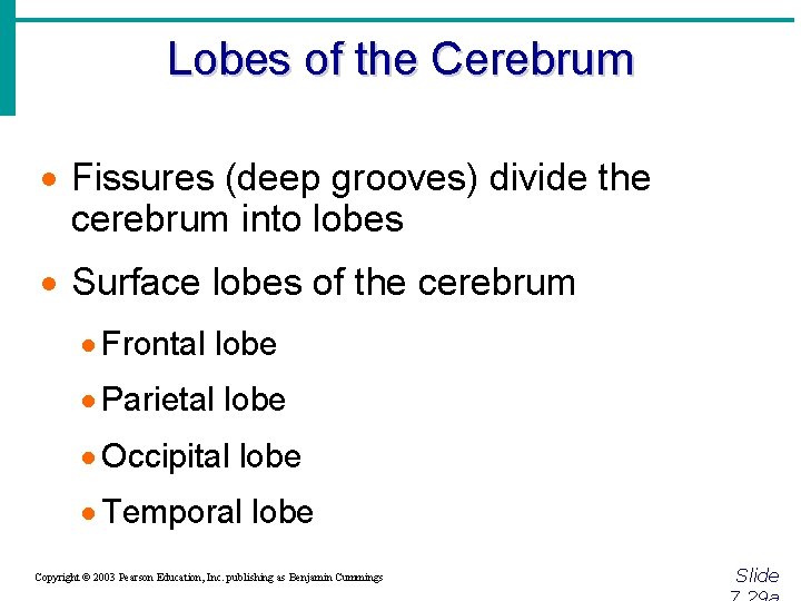 Lobes of the Cerebrum · Fissures (deep grooves) divide the cerebrum into lobes ·