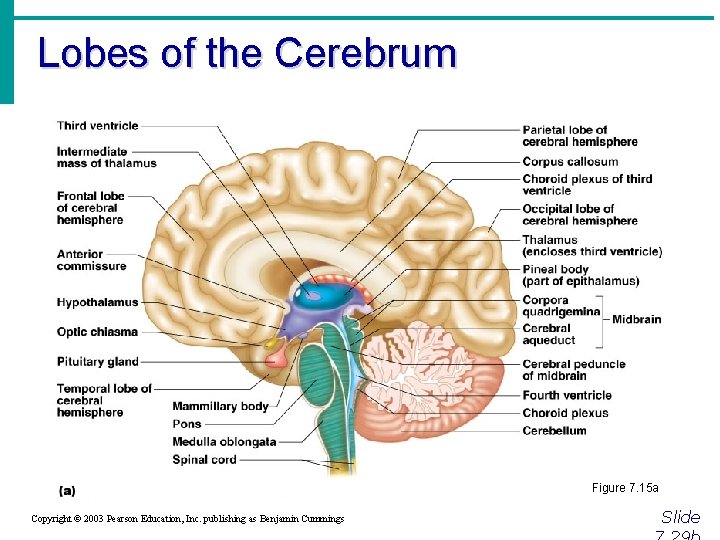 Lobes of the Cerebrum Figure 7. 15 a Copyright © 2003 Pearson Education, Inc.