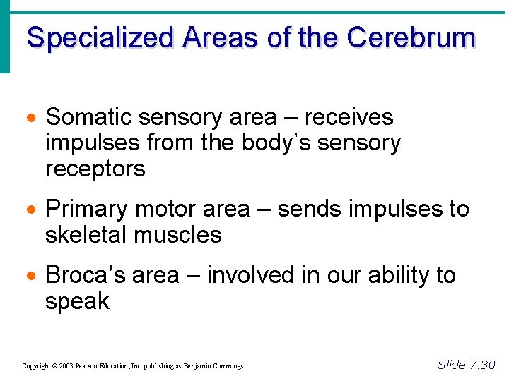 Specialized Areas of the Cerebrum · Somatic sensory area – receives impulses from the