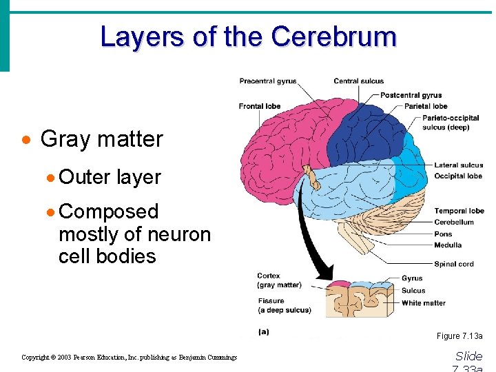 Layers of the Cerebrum · Gray matter · Outer layer · Composed mostly of