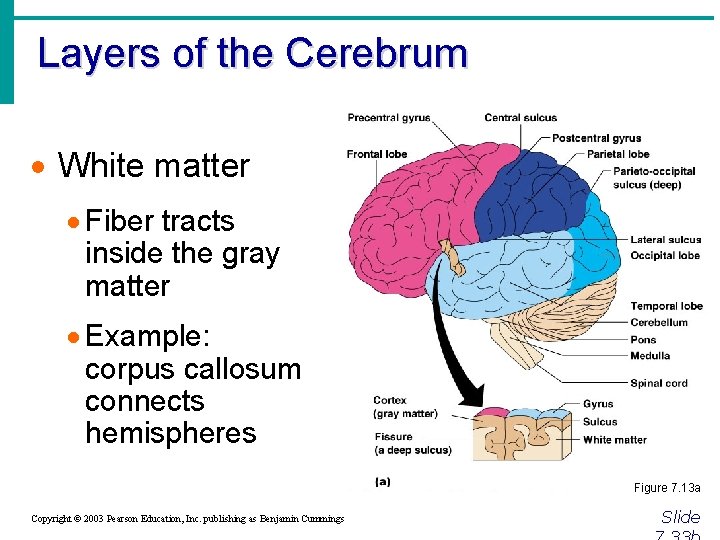 Layers of the Cerebrum · White matter · Fiber tracts inside the gray matter