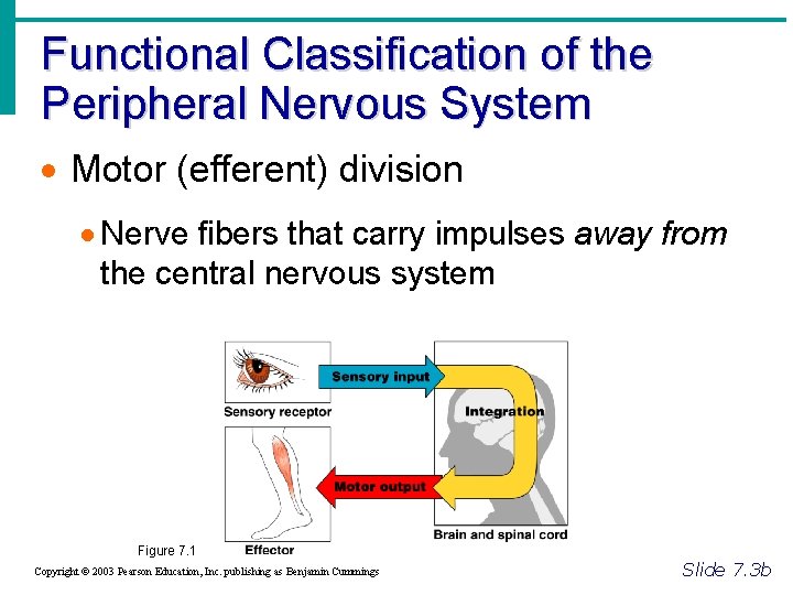 Functional Classification of the Peripheral Nervous System · Motor (efferent) division · Nerve fibers