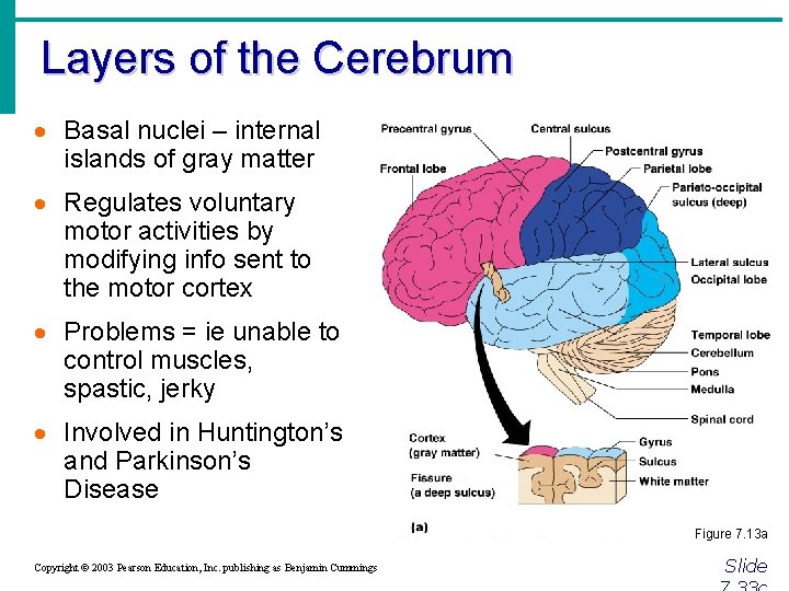 Layers of the Cerebrum · Basal nuclei – internal islands of gray matter ·