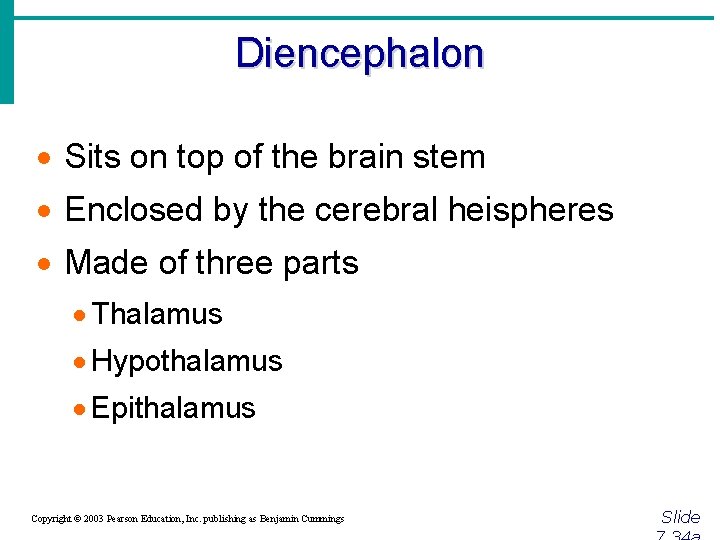 Diencephalon · Sits on top of the brain stem · Enclosed by the cerebral