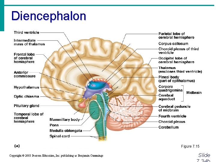 Diencephalon Figure 7. 15 Copyright © 2003 Pearson Education, Inc. publishing as Benjamin Cummings