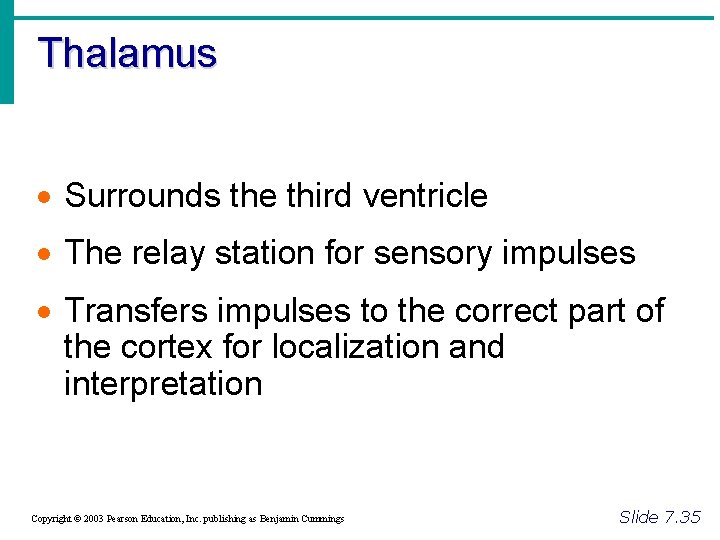 Thalamus · Surrounds the third ventricle · The relay station for sensory impulses ·