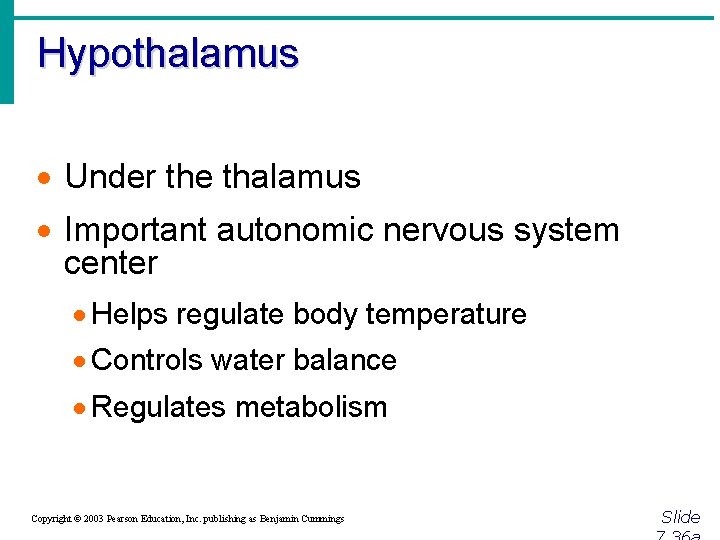 Hypothalamus · Under the thalamus · Important autonomic nervous system center · Helps regulate