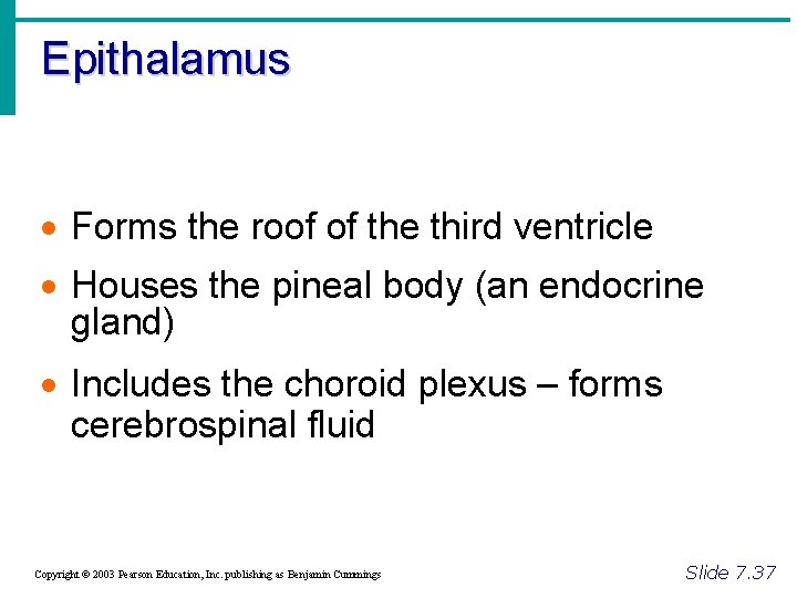 Epithalamus · Forms the roof of the third ventricle · Houses the pineal body