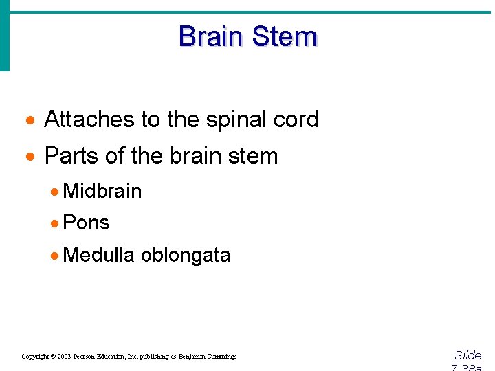 Brain Stem · Attaches to the spinal cord · Parts of the brain stem