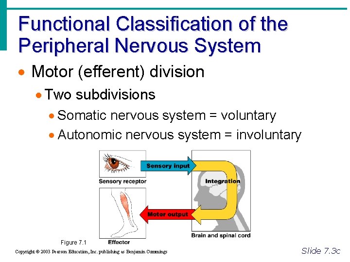 Functional Classification of the Peripheral Nervous System · Motor (efferent) division · Two subdivisions
