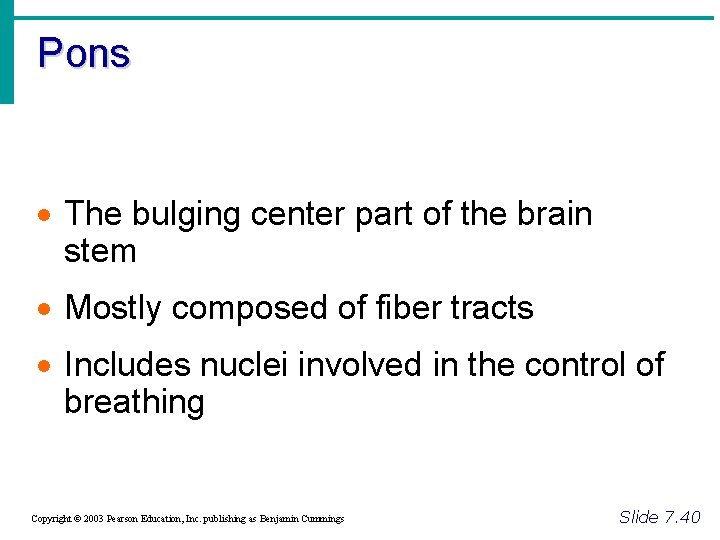 Pons · The bulging center part of the brain stem · Mostly composed of