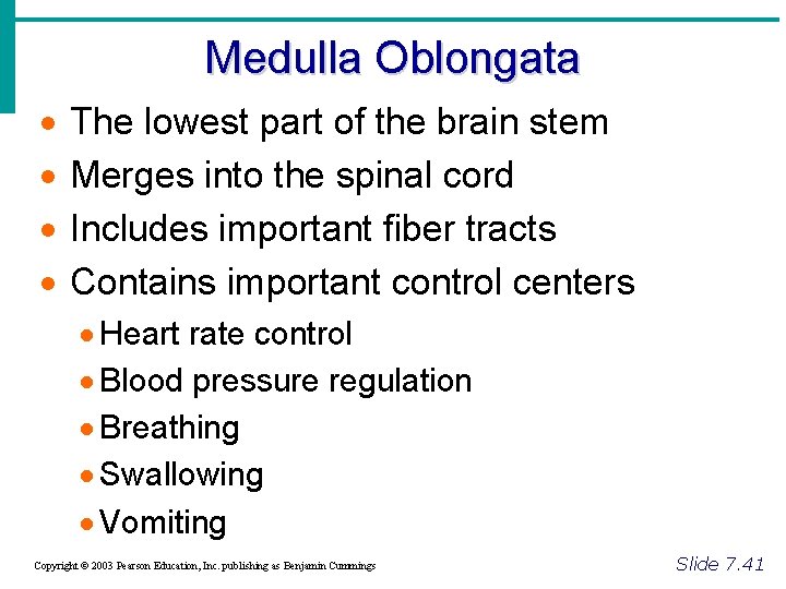 Medulla Oblongata · · The lowest part of the brain stem Merges into the