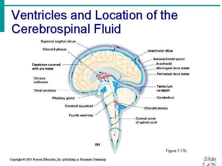 Ventricles and Location of the Cerebrospinal Fluid Figure 7. 17 b Copyright © 2003
