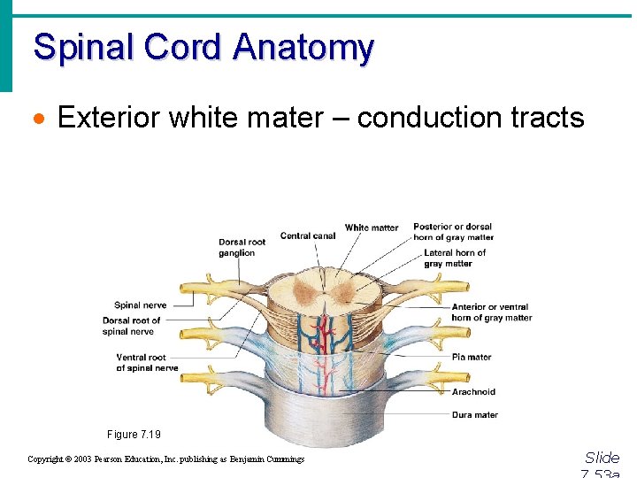 Spinal Cord Anatomy · Exterior white mater – conduction tracts Figure 7. 19 Copyright