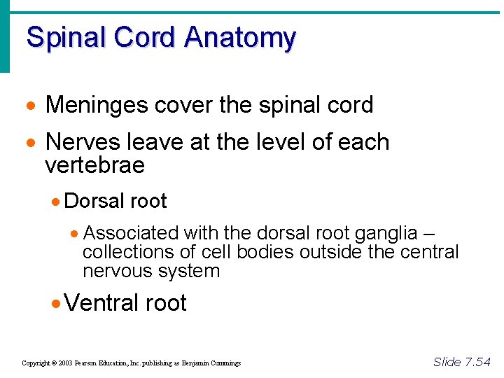 Spinal Cord Anatomy · Meninges cover the spinal cord · Nerves leave at the