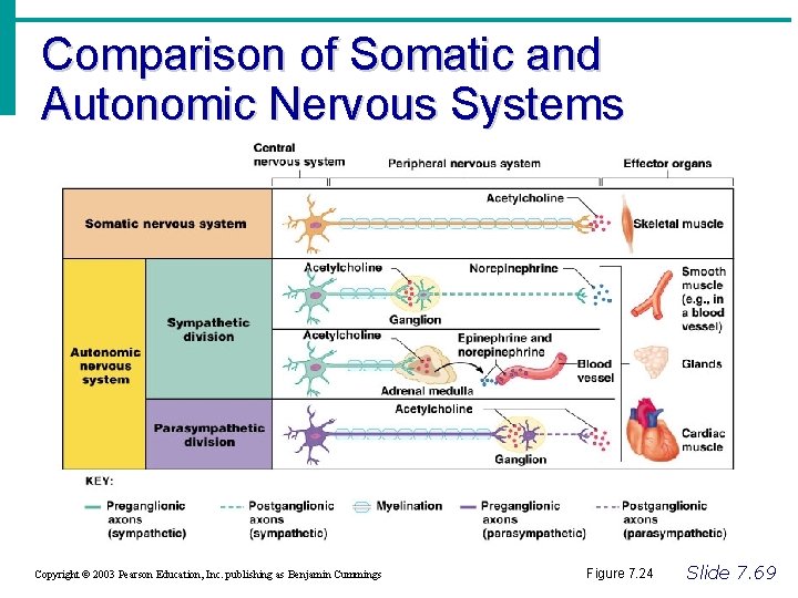 Comparison of Somatic and Autonomic Nervous Systems Copyright © 2003 Pearson Education, Inc. publishing