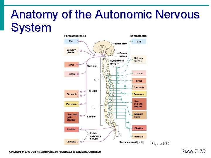 Anatomy of the Autonomic Nervous System Figure 7. 25 Copyright © 2003 Pearson Education,