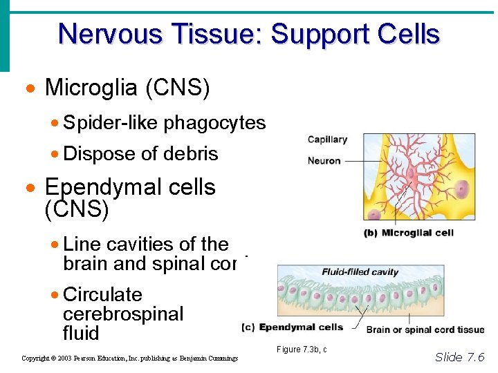 Nervous Tissue: Support Cells · Microglia (CNS) · Spider-like phagocytes · Dispose of debris