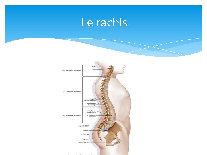 Le rachis 